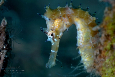 Philippines 2023 - Anilao - DSC06906 Spiny seahorse  Hippocampe herisse  Hippocampus histrix